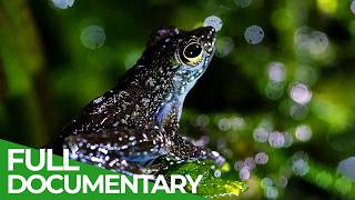 A Wildlife Odyssey - Southeast Asia's Island Paradise | Part 3 | Free Documentary Nature