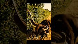 Buffalo rescue from Giant Python #shorts #viral #python #animalrescue