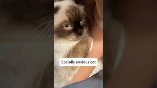 My cat has social phobia#catlover#cat #cute #funnyvideos #funny #cattok #catsoftiktok #pet #fyp