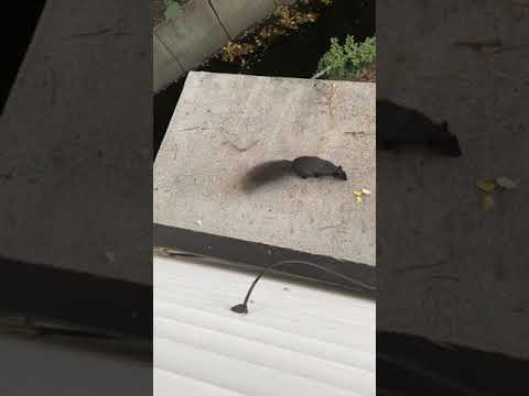 Squirrel thanking me for lunch 😆
