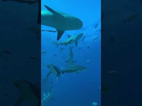 POV: You have the craziest Underwater Experience of Your Life