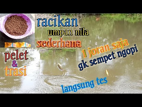 racikan umpan  ikan nila langsung tes