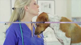 2024 Guide: Top Dog Training Treats Unleashed!