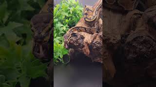 Taking it slow #ballpython #royalpython #snake #reptiles