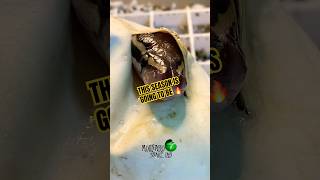 This season is going to be 🔥! #molinarosnakelab #ballpython #snakebreeder #royalpython #snakeeggs