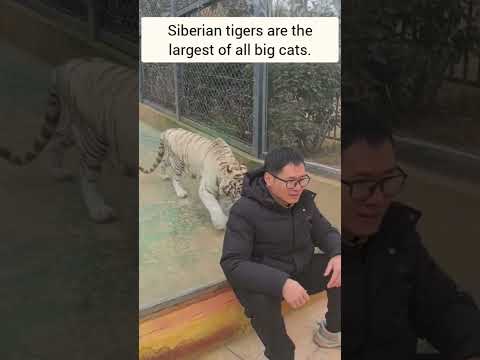 Top 10 facts about Tigers #Facts #factsthatblowyourmind #tigers #shorts #reels