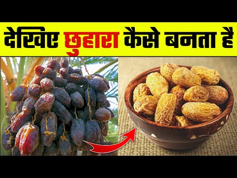 देखिए छुहारा कैसे बनता है। How dry dates are made from tree | chhuhara making process | Wanted TV |