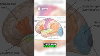 The brain’s language systems #sharafdeenmindlab #brainfunction #languagelearninghacks #shorts