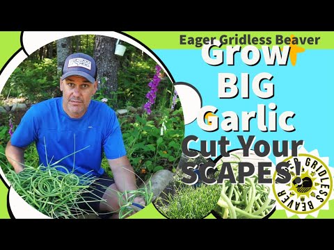 Scapes: Harvest and Grow Bigger Garlic!