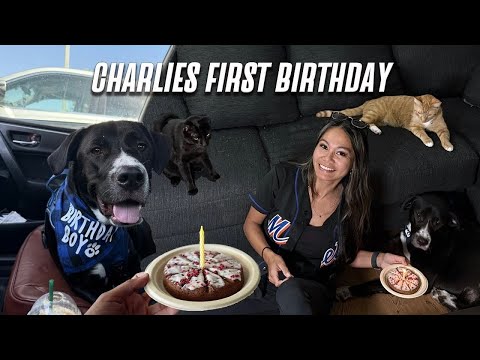 Celebrating My Dogs FIRST Birthday