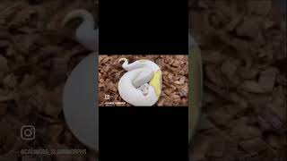 #ballpythonmorphs #ballpythonsofinstagram #ballpythonbreeder #reptile