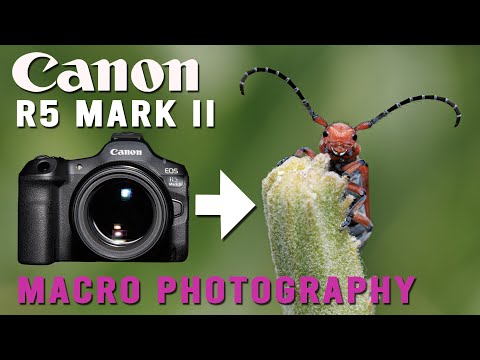 Canon R5 Mark II Macro photography Bugs up close with the Tamron SP 60mm Macro Lens
