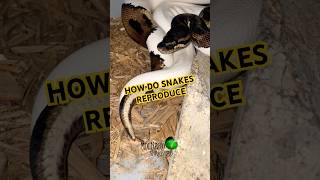 How do snakes mate? #snakebreeding #snakemating #babysnakes #breedingsnakes #molinarosnakelab #diy
