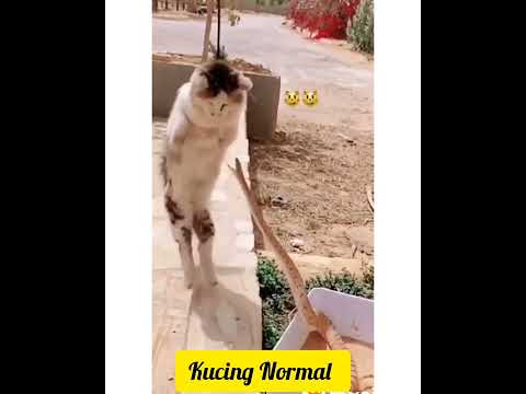 kucing kecanduan