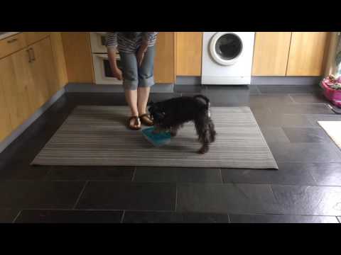 Nosework 1 Wk 2 - 1 Lola