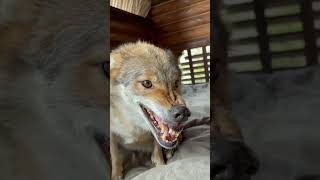Angry wolf