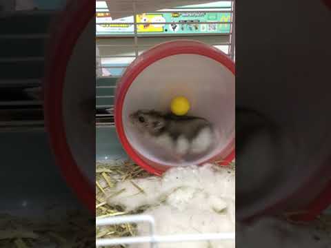 うちのハムちゃんのかわいいはしり❤️