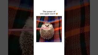 Cute Hedgehog Tries Apple! 🤣#cuteanimals #FunnyAnimals #Hedgehog