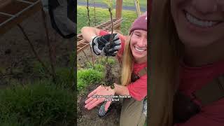 Raspberry pruning! #gardentips #garden #gardenhacks #homestead