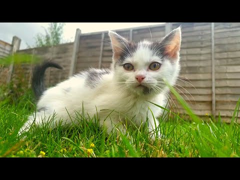Aww cats #8 I Cute cats compilation I funny cats compilation I cat videos I pet videos I cats