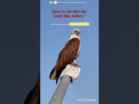 #Adler#Motivation