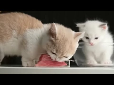 kitten eats tuna with doom music