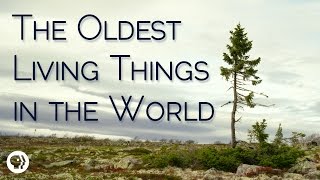 What's the Oldest Living Thing?