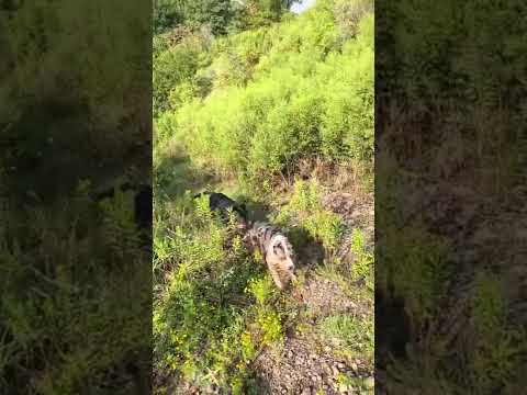 When everyone tries to pretend the path to the new found pond isn’t sketchy #dog #shorts #nature