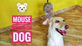 Fake Mouse Prank On Dog | Rat Prank | Prank On Dog | Funny Dog Video | Prank In India | Candyz World
