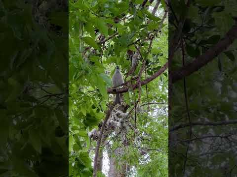 Tufted titmouse singing its heart out