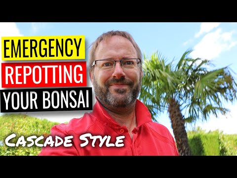 Repotting Bonsai - Emergency repot - Cascade style bonsai tree