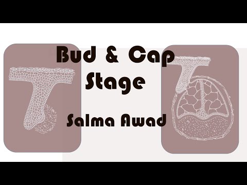 Drawing of Bud and Cap stage ( Tooth Development 1 )