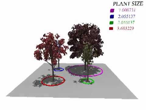 Modeling And Visualization Of Symmetric And Asymmetric Plant Competition