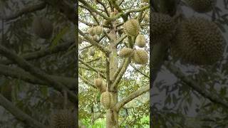 Exotic Durian Fruit 😱#durian #template #durianfruit #shortvideo #asmrsounds #viralvideo #trending
