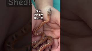 This #snake Will NOT ✋Eat! But She #shed #cornsnake #scalelesscornsnake #snakemorph #snakeshed 🐍🐍