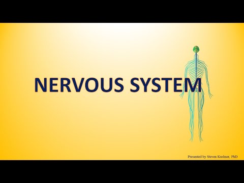 Nervous System
