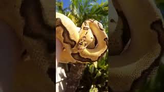 #naturalbornkillers #mickeyknox  #ballpython #royalpython #snakes #pythonregius