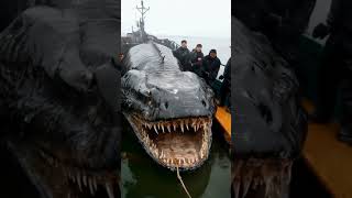 Massive Sea Snake  #fishing #seacreature #fishermen #deepseadiscoveries #marinemysteries