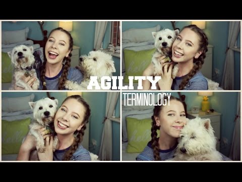 Explaining Agility Terminology | TheDogBlog