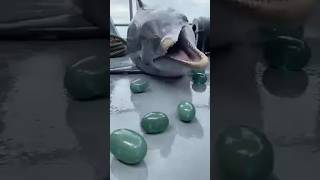 "Ocean magic! 🐬💎 A playful dolphin hops aboard a ship and 'spits out' glistening green treasures.