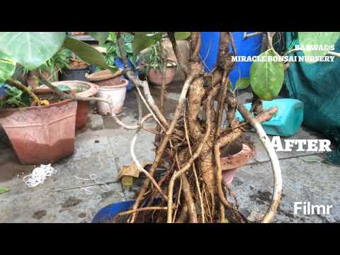 BEFORE AND AFTER BANYAN BONSAI | BARWAL'S MIRACLE BONSAI NURSERY
