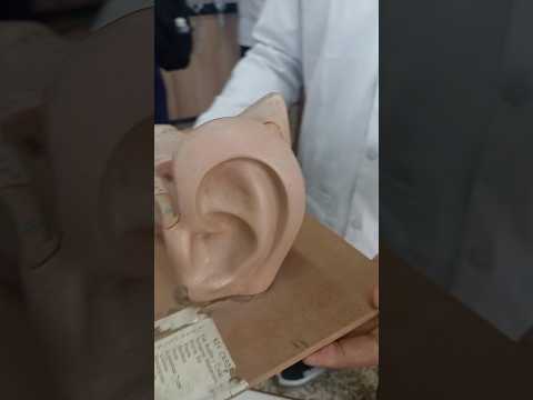 Human Ear || HAP|| Practical ||Pharmacy #medicalstudent #yt #enjoy #viral #shorts