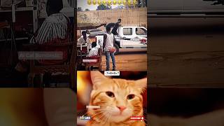 Fun Moment 🤣 #cat #memes #funk #catbombastic