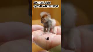 Micro Animals  : Video Footage 2
