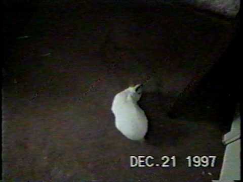 Gideon, 21 December 1997