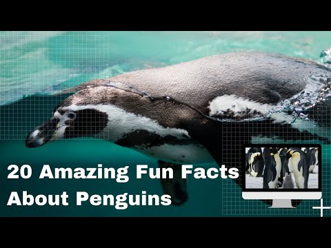 20 Amazing Fun Facts about Penguin | Amazing penguin facts that you might not know