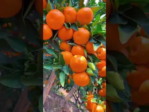 #orange #fruits #follow #rap #music