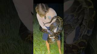 I yoinked a huge python! #snake#python#animals#florida#wildlife#crazy#professional#education#shorts