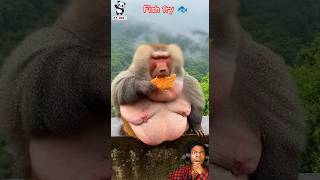 Lazy Babool Eating Fried Fish 🐒🐟 | Full Chill Mode 😂 #Shorts