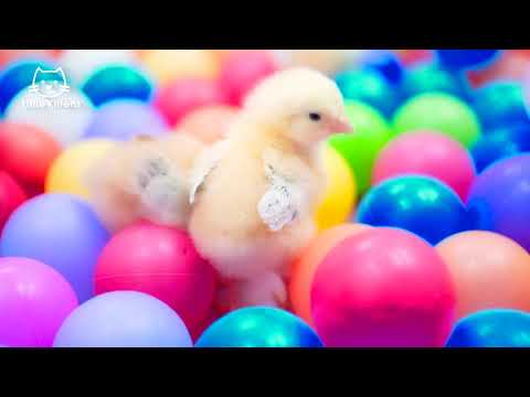 Chicks playing in Ball pit